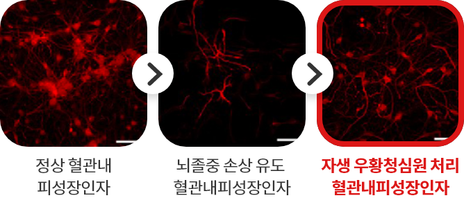 정상 혈관내 피성장인자 - 뇌졸중 손상 유도
							혈관내피성장인자 - 자생 우황청심원 처리 혈관내피성장인자